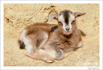 渋川動物公園 ヤギ 写真3