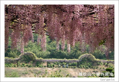種松山公園西園地の藤棚6