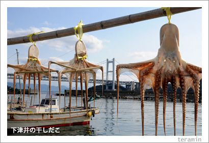 下津井の干しだこ1