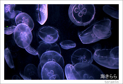 海きらら 写真3