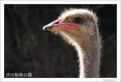 渋川動物公園 写真3