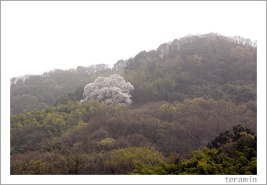 大山桜4