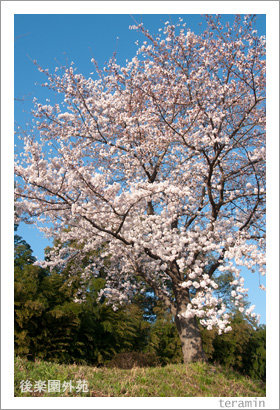 sakura120406_1