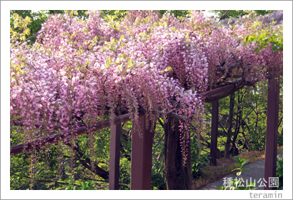 種松山公園の藤棚2