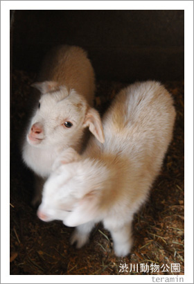渋川動物公園 ヤギ 写真1
