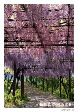 種松山公園西園地の藤棚2