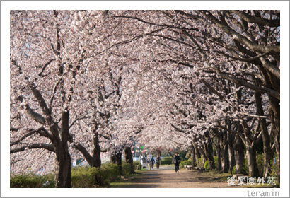 sakura120406_2
