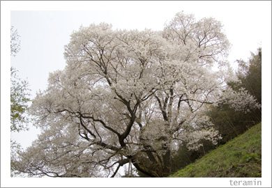 大山桜1