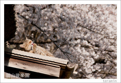 kourakuen120408_4