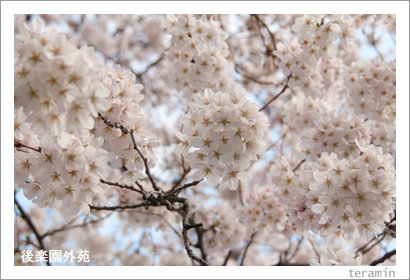sakura120406_3