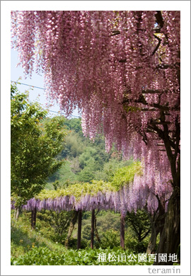種松山公園西園地の藤棚1