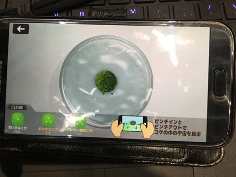 kumamushi-2