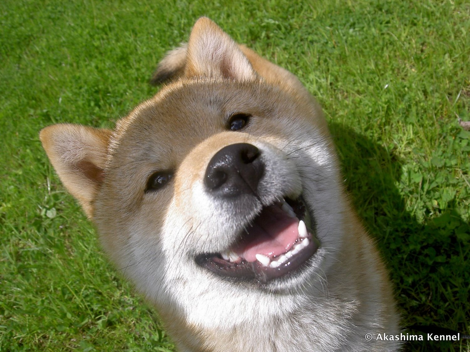 Sato_the_smiling_Shiba_Inu_by_Shikaiba
