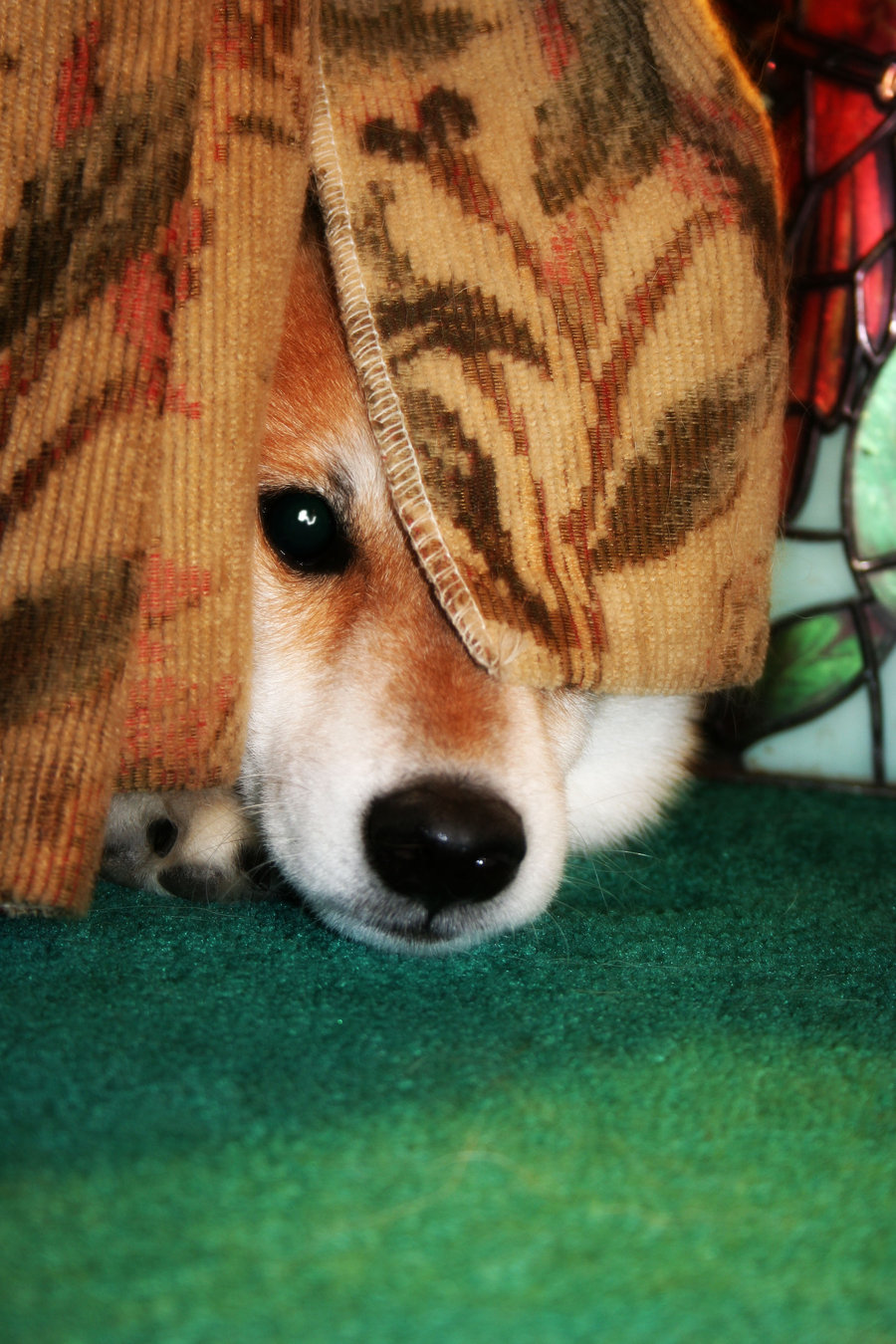 Shiba_Haven_by_bloodyadorable