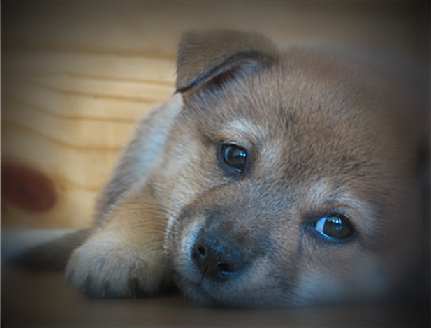 Puppy_love_by_JustRainy