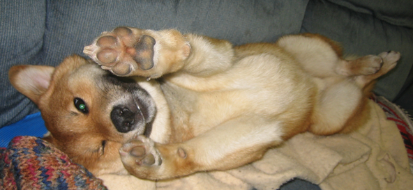 Sleepy_Shiba_by_redshasta