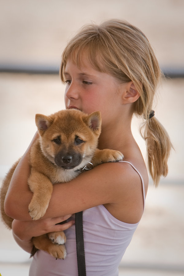 Shiba_Inu_Puppy_by_0vrxp0zd