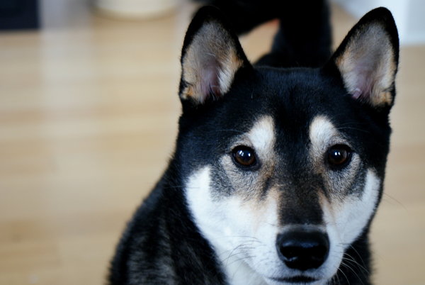Shiba_Inu_by_TigerLily2010
