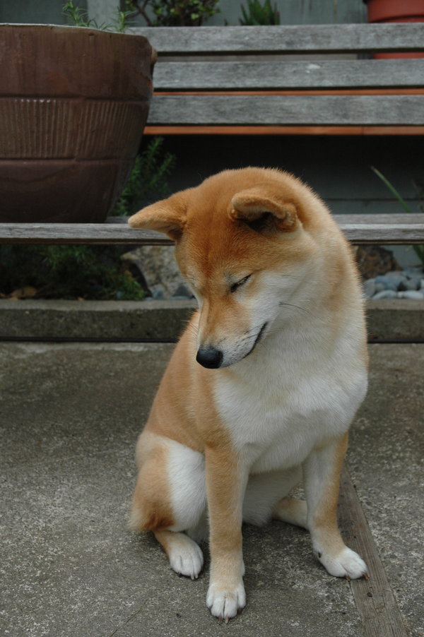 Pretty_Shiba_by_kaoni701