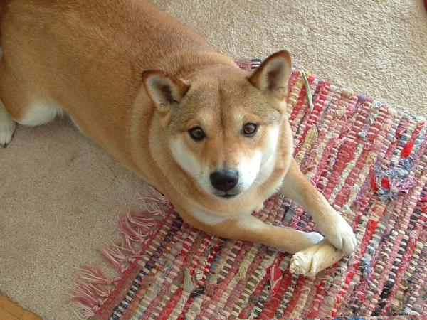 Roxy_shiba_inu_by_Holybucketsgirl