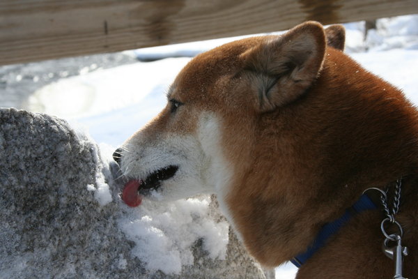 Shiba_Snow__Tasty_by_bloodyadorable