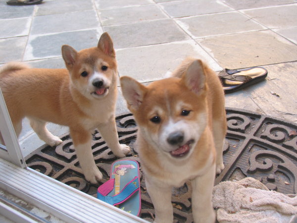 Taz_and_Mika__Tongues_Out__D_by_junebug493
