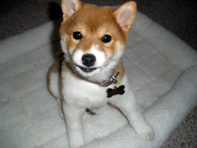 Our_Shiba_Chibi_by_xMDOMMx