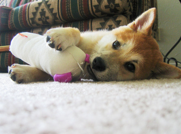 Shiba_Inu_by_LittleNiceKitty