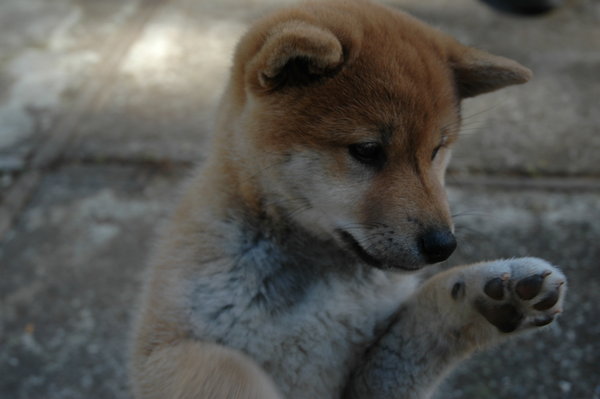Shiba_Gesture_by_kaoni701