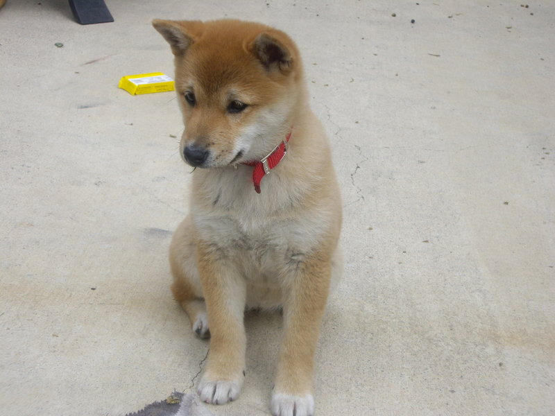 Shiba_Inu_Pup_by_blackjakx