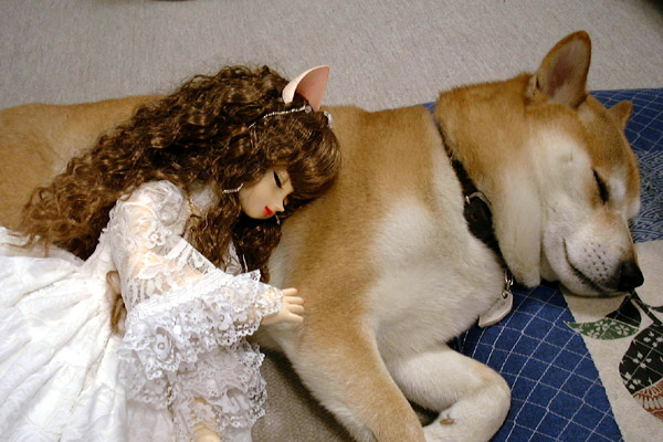 Shiba_dog_sleeping_by_moonman3