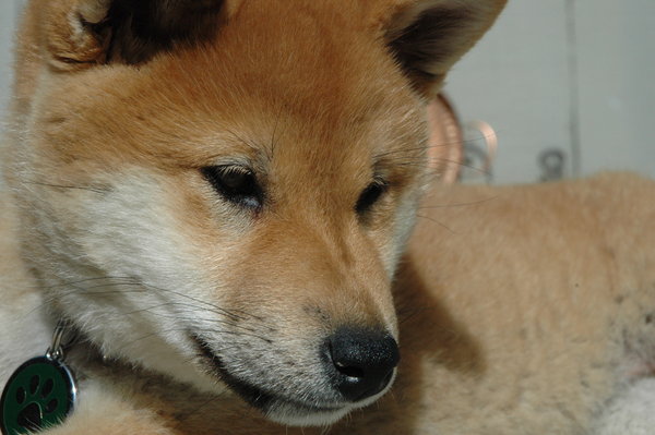 A_little_Fox__by_kaoni701