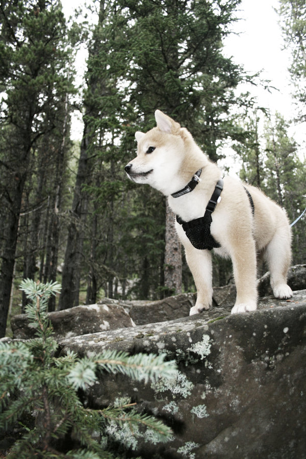 Mountain_Shiba_by_Telperuniel