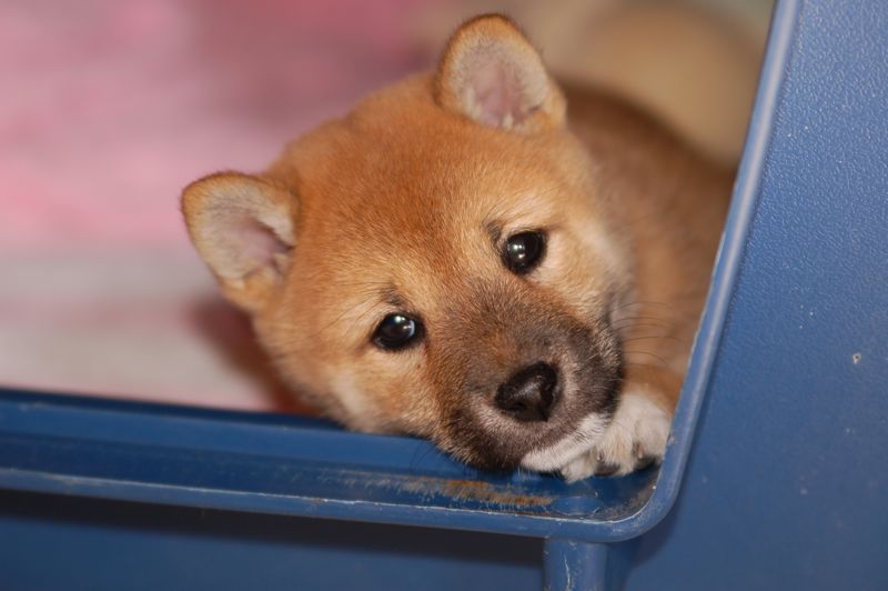 Taylor_the_Shiba_Inu_by_LittleNiceKitty