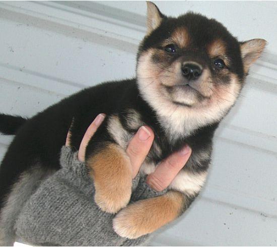 cute_black_shiba_by_samooni