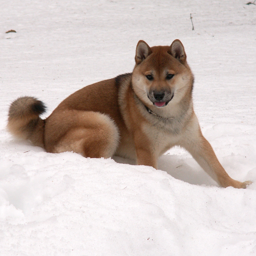 Chisei_in_the_snow_by_ylis
