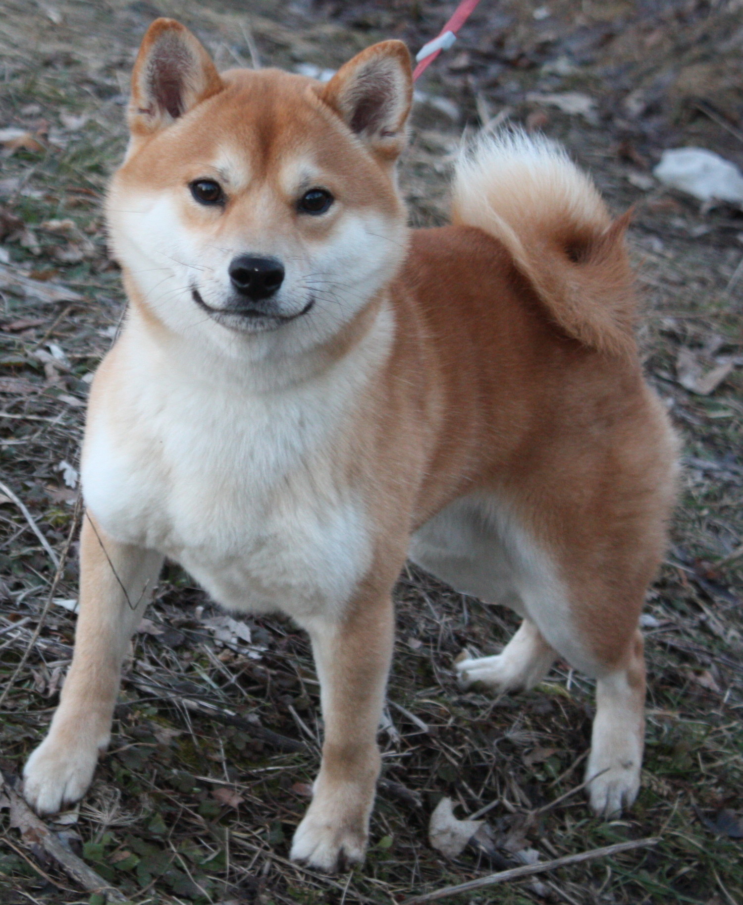 Chico_Shiba_Inu_by_KeswickPinhead
