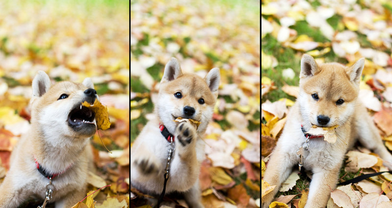 I_Caught_a_Leaf_by_miss_beibei