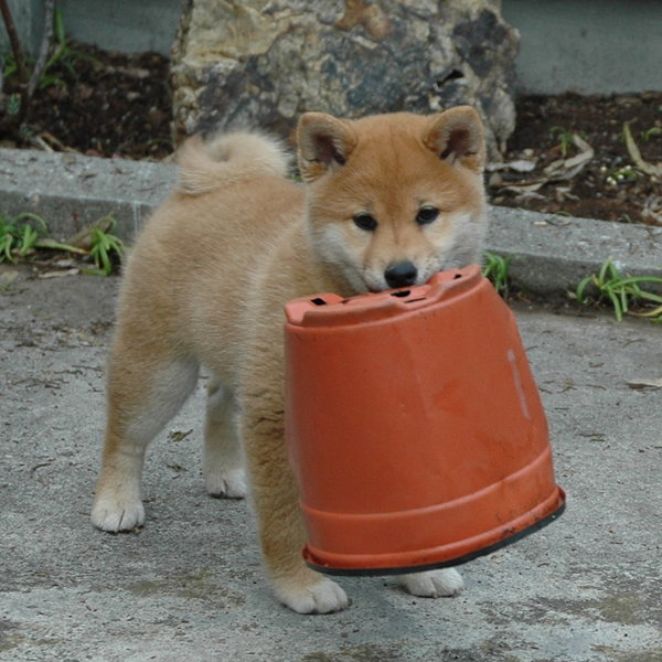 Suki_and_the_Pot_by_kaoni701