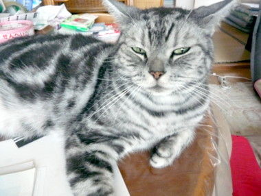 tarou