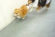 wan