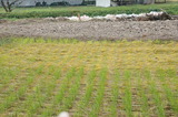 DSC01175ine