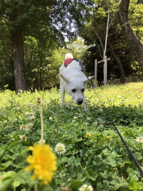 2018-06-03 10.44.35-1