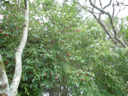 CIMG0493