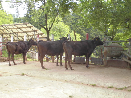 CIMG0458