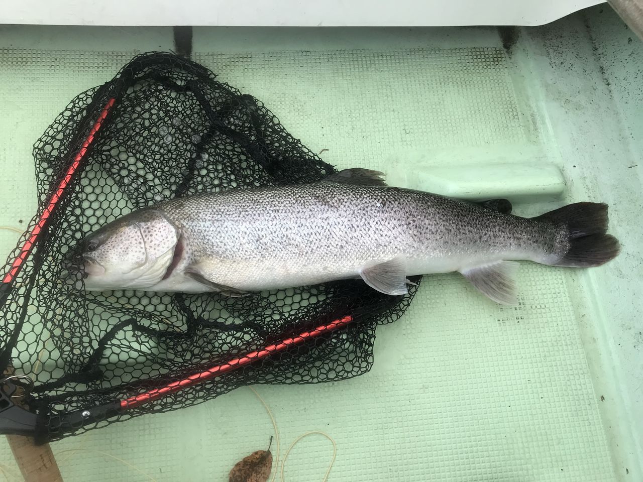 2017 11 12 京都府で幻の魚 イトウ 60ｃｍオーバー釣ったりました 驚 へーちゃんblog