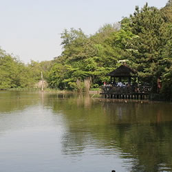 石神井公園