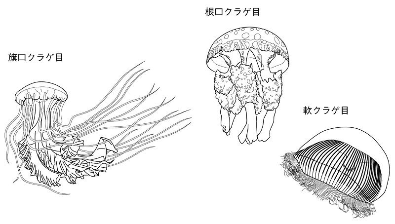 s_kurage