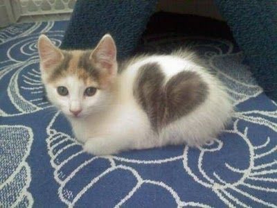 瞑想猫(*≧∀≦*) ヅラ猫　ハート♡柄 ハート柄のネコ7 : ねこじゃらし