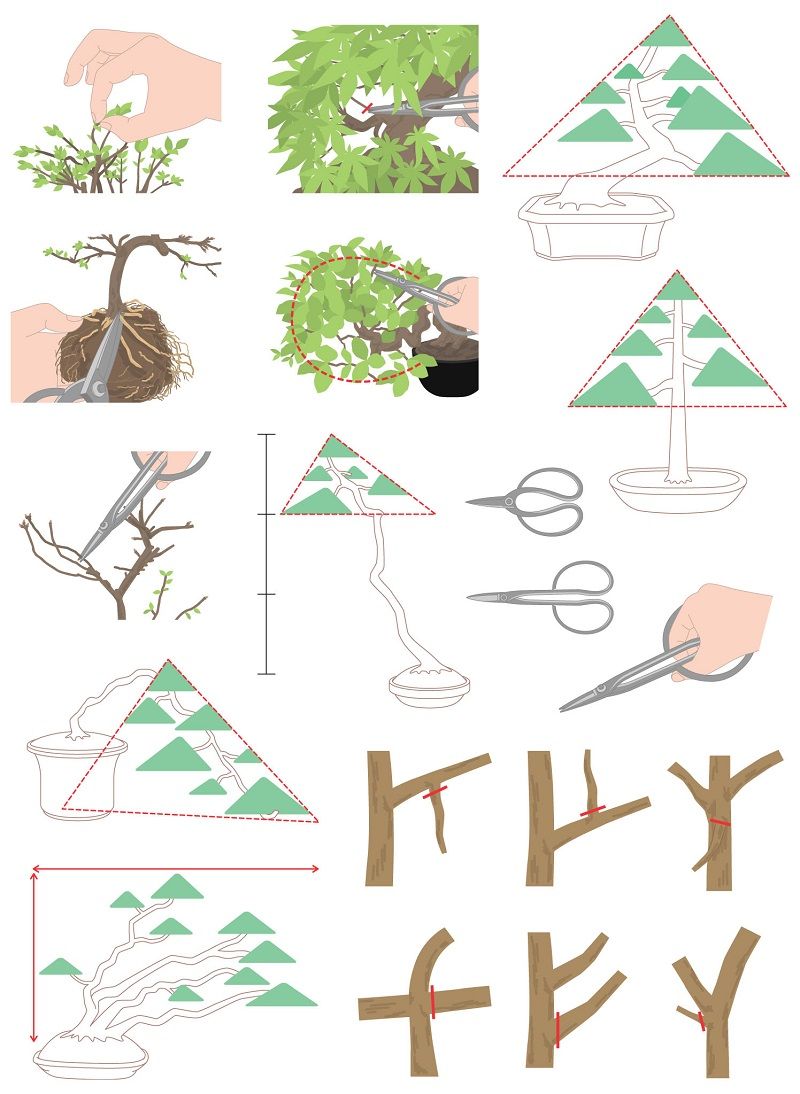 s_bonsai478